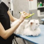 best brush for long haired cats