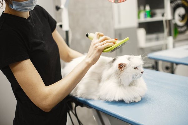 best brush for long haired cats