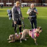 Cane Corso training and socialization guide