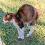 cat spraying vs peeing how to tell the difference
