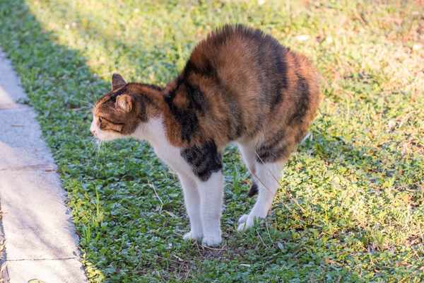 cat spraying vs peeing how to tell the difference