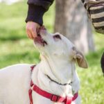 positive reinforcement dog training methods