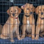 puppy crate training schedule