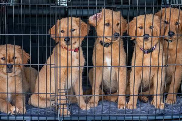 puppy crate training schedule
