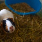 best bedding for guinea pigs