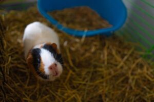 Best Bedding for Guinea Pigs: Fleece vs Paper vs Wood