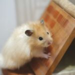 hamster wheel size guide