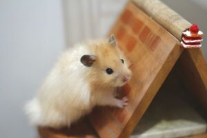 hamster wheel size guide