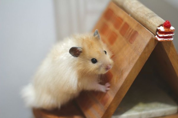 hamster wheel size guide