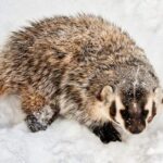 american badger facts