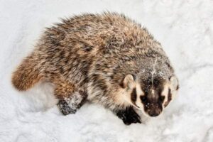 american badger facts