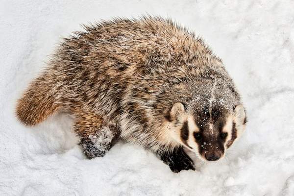 american badger facts
