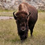 american bison facts