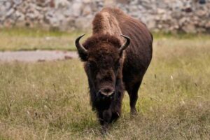 american bison facts