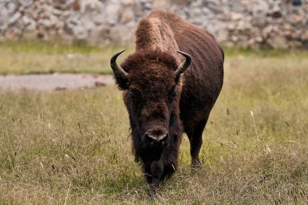 american bison facts