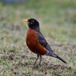 american robin identification
