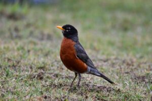 American Robin Identification: Field Marks, Song, and Behavior