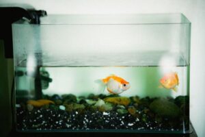 aquarium filter types