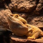 bearded dragon care