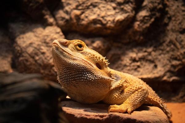 bearded dragon care