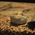 best substrate for reptiles