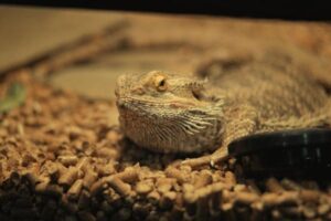 best substrate for reptiles