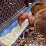 chicken feeding guide by age