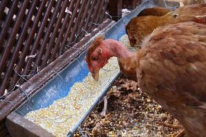 Chicken Feeding Guide by Age: Chick to Laying Hen