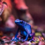 dart frog terrarium setup
