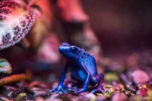 dart frog terrarium setup