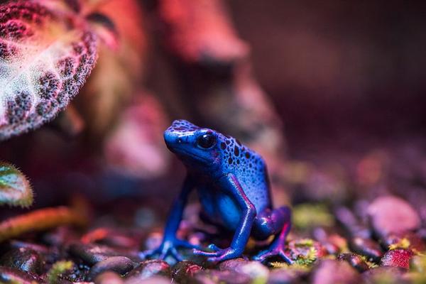 dart frog terrarium setup
