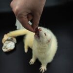 ferret feeding guide