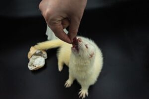 Ferret Feeding Guide: Protein, Fat, Treats, and Food Types