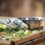 foods birds should not eat