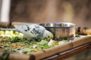 Foods Pet Birds Should Not Eat: Common Feeding Hazards