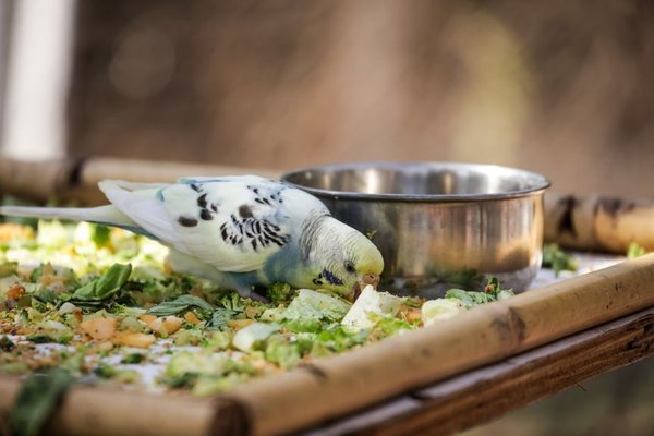 foods birds should not eat