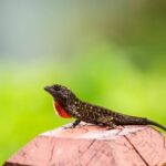 green anole care