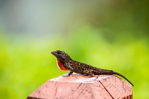 green anole care