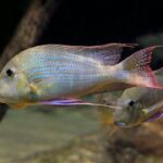 guppy care guide