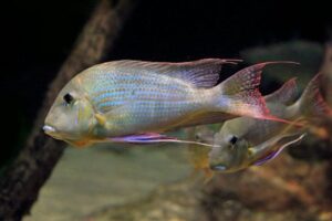 guppy care guide