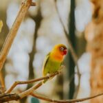 lovebird care for beginners