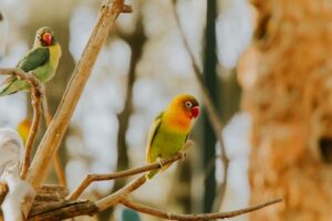 Lovebird Care for Beginners: Housing, Diet, and Social Needs