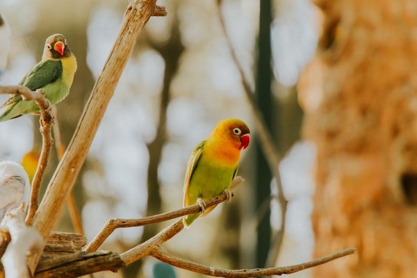lovebird care for beginners