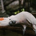 pet bird molting