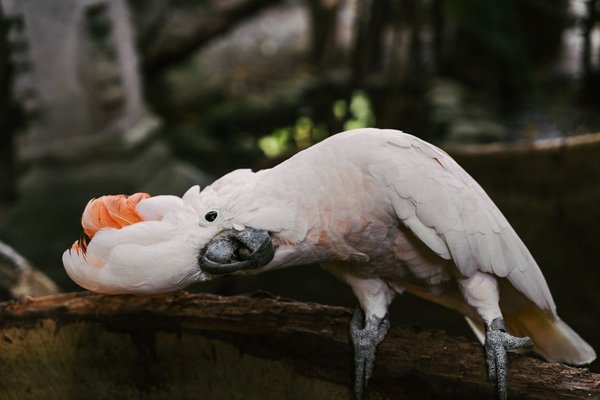 pet bird molting