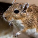 pet mouse cage setup guide