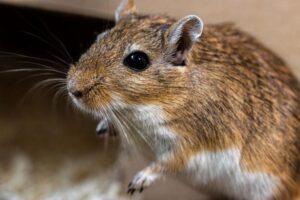 pet mouse cage setup guide