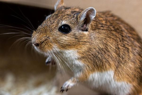 pet mouse cage setup guide