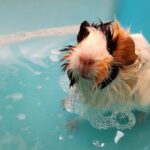 signs of stress in small pets