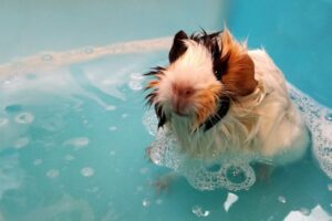 Signs of Stress in Small Pets: A Cross-Species Guide